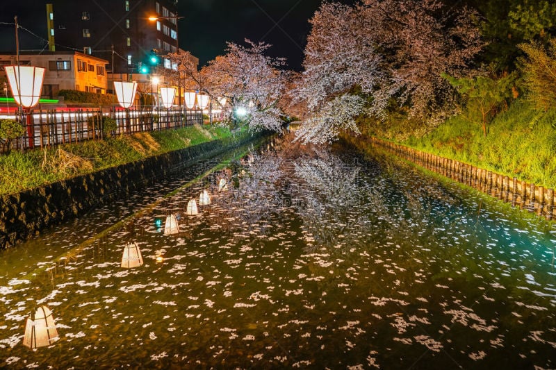 樱花,夜晚,季节,弘前公园,光,传统节日,春天,正下方视角,公园,水面