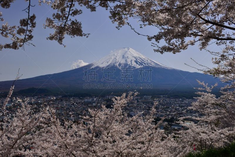 樱桃树,富士山,季节,城市,富士吉田,富士箱根伊豆国立公园,山梨县,吉野樱花,花见节,天空