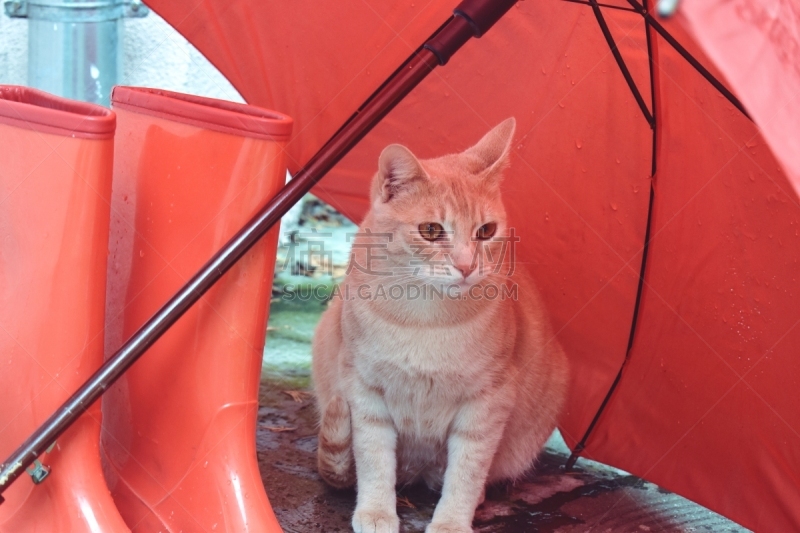 伞,红色,雨,靴子,姜黄色的猫,几乎,在下面,平衡折角灯,肖像,动物