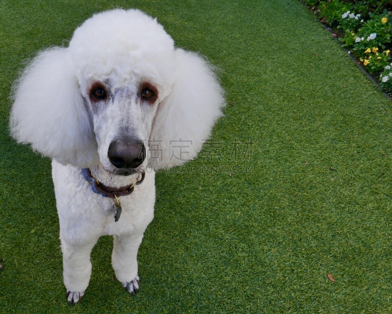 贵宾犬,后院,粉扑,遛狗师,纯种犬,犬恶丝虫,肖像,受过训练的狗,狗,个人卫生用品