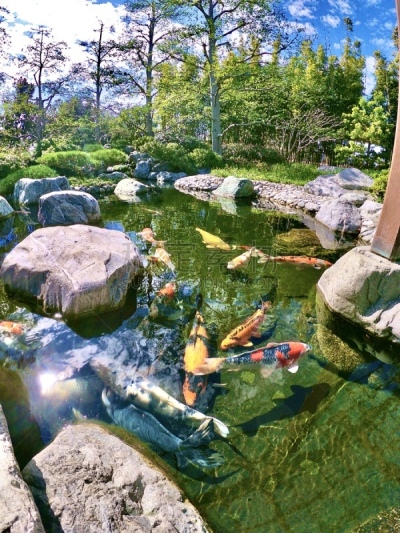 鲤鱼,锦鲤,鱼类,运气,日本,泰国,池塘,动物,水下,护身符