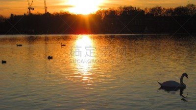 天鹅,池塘,鸟类,鸭子,巨大的,海德公园,可爱的,野生动物,英国,翅膀