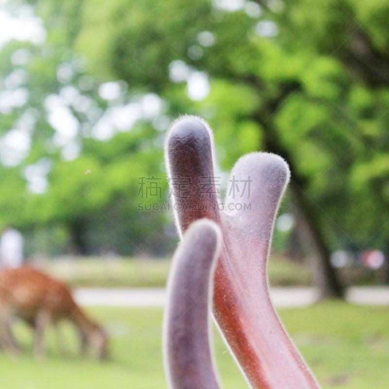 鹿,有角的,东大寺,奈良市,奈良县,母鹿,京都府,雄鹿,褐色,里山