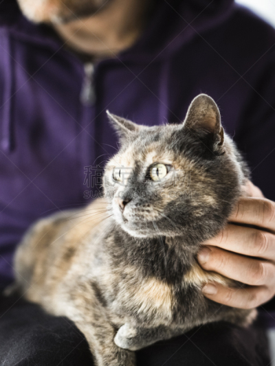 猫,男人,爱抚