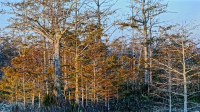 秋天,灌木,塞浦路斯沼泽,希尔顿赫德,枝繁叶茂,草,池塘,鸟类,植物,河流