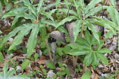 黄花菖蒲,Cobra Lily,清新,自然界的状态,野生动物,草,春天,佛焰苞,植物,花