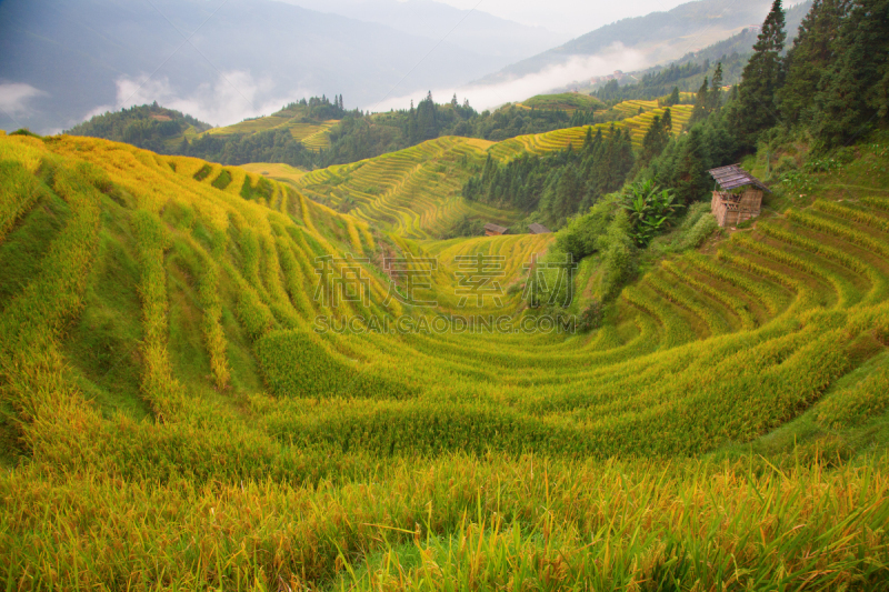 稻,梯田,龙脊梯田,农业,传统,桂林,景观设计,食品,环境,枝繁叶茂