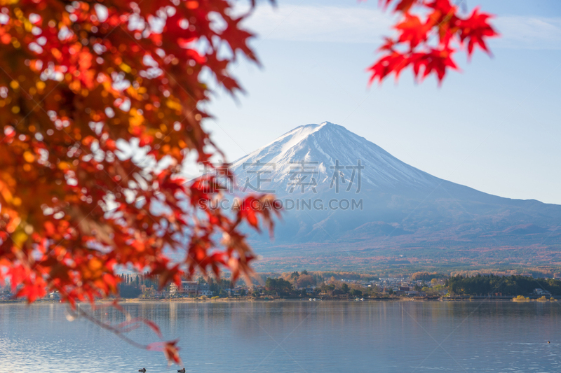 富士山,早晨,湖,秋天,日本,季节,河口湖,富士河口湖,山梨县,鸡爪枫