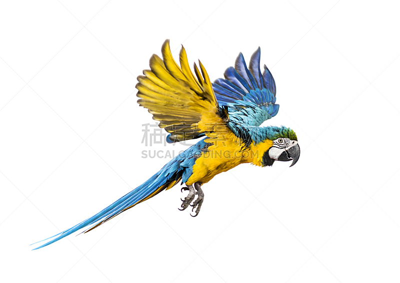 侧面视角,金刚鹦鹉,黄色,蓝黄金刚鹦鹉,蓝色,分离着色,比利时,动物主题,背景分离,飞