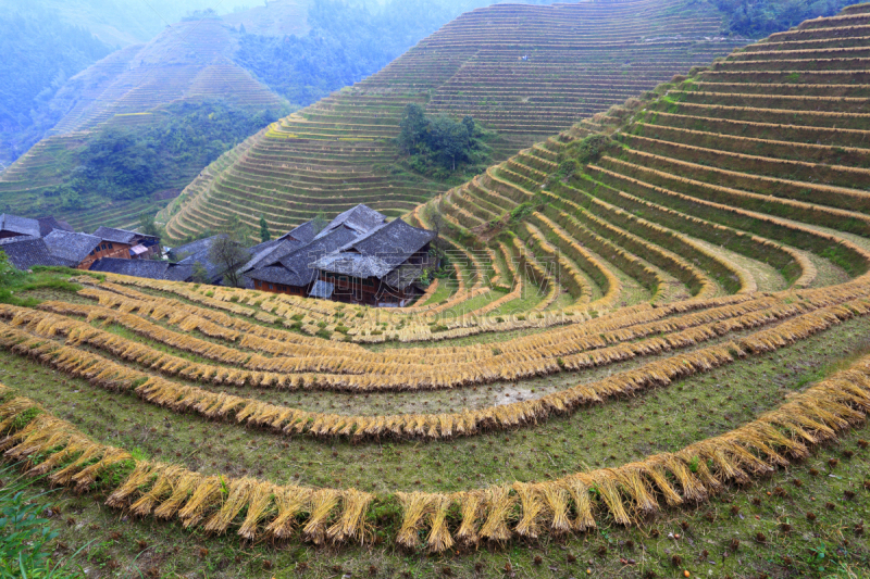 龙胜,桂林,稻田,中国,广西壮族自治区,龙脊梯田,水平画幅,高视角,户外,水稻梯田