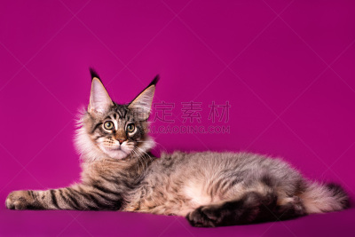 缅因库恩猫,小猫,紫色背景