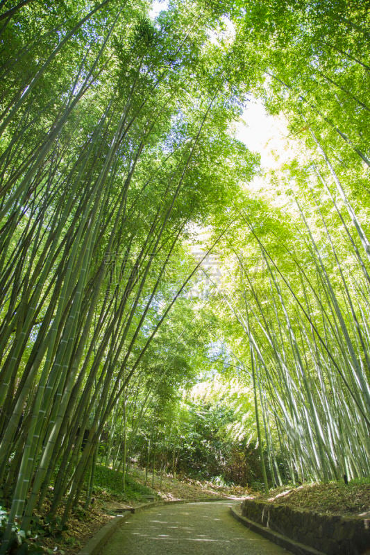 路,竹林,鸡尾酒,风景,垂直画幅,东亚,夏天,异国情调,石材,明亮