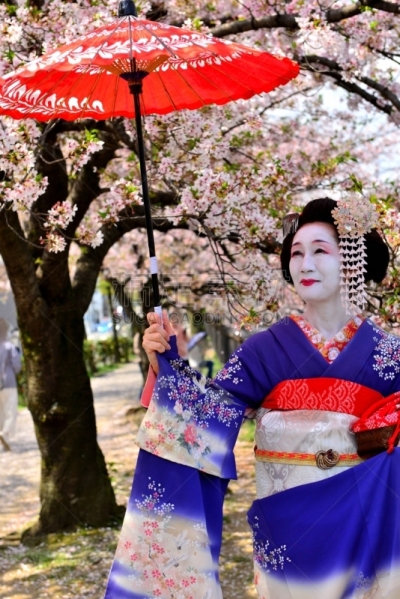 Japanese Woman in Maiko’s Costume and Hairstyle Enjoying Cherry Blossom in Kyoto