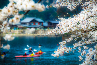 Sakura season in Kaizu Osaki, Japan