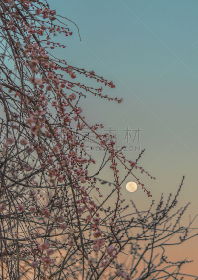 粉色,背景,鲜花盛开,李树,背景虚化