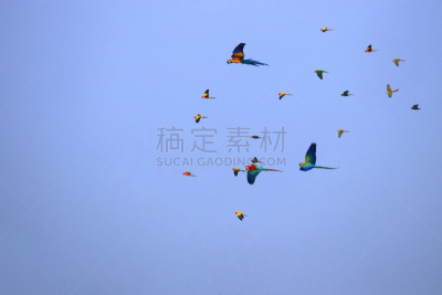 一群鸟,金刚鹦鹉,鹦鹉,公亩,爱的,飞