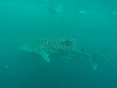 海洋,宁哥路珊瑚礁,鱼类,鲸鲨,西澳大利亚,印鱼