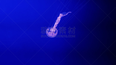 水母,水族馆,多色的