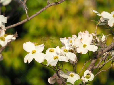 山茱萸,色彩鲜艳,3到4个月,山茱萸花,想法,园林,植物,户外,晴朗,园艺