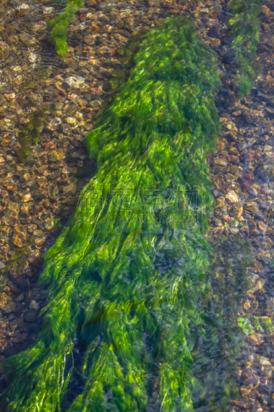 河流,纹理,水,绿色,风景,华丽的,在下面,海草,生物学,湿