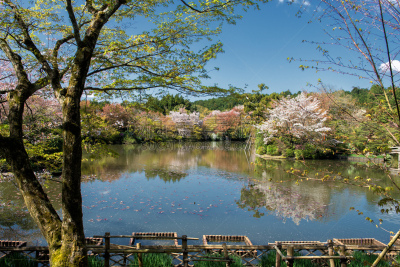 日本,春天,园林,四月,寺庙,早晨,龙安寺,东方石景花园,京都府
