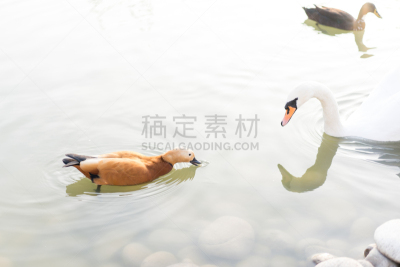 天鹅,池塘,看,鸭子,食品,野生动物,环境,环境保护,脖子,动物家庭