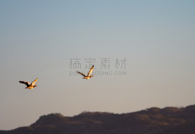 埃及雁,自然,天空,野生动物,水平画幅,地形,无人,蓝色,雁属,鹅肉