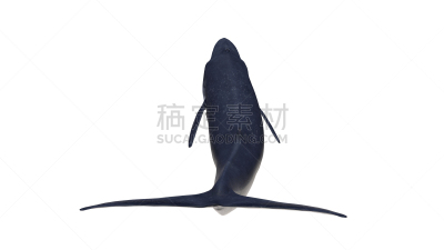 背面视角,蓝鲸,三维图形,白色背景,尾鳍,看风景,连续性,开着的,分离着色,机敏