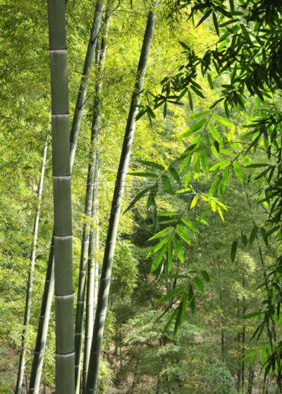 笋,竹林,熊猫,四川省,垂直画幅,选择对焦,天空,无人,户外,阳光光束