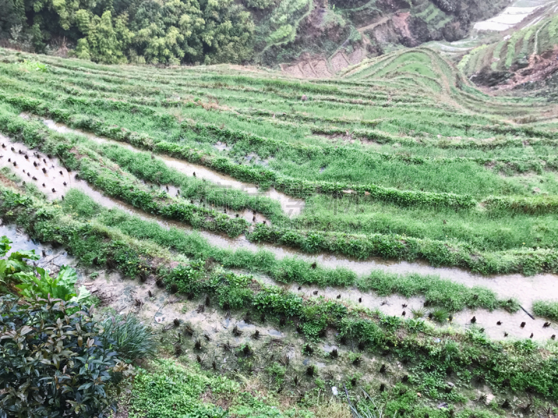 梯田,稻田,雨,高视角,龙脊山,龙脊梯田,龙胜,桂林,水稻梯田,水