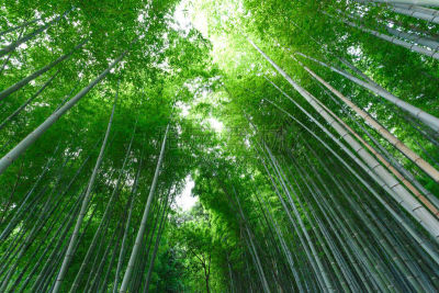 京都府,日本,岚山,秋天,近畿区域,季节,旅游目的地,名声,竹林,步行