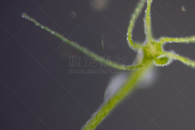 显微镜,刺胞动物,水熄虫,水蛭,动物,小的,在下面,清新,水彩画颜料,教育
