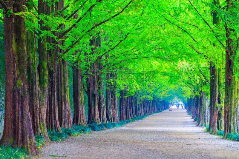 韩国,路,隧道,林荫路,潭阳郡,成一排,水杉,自然美,水平画幅,银杏