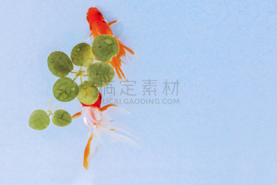 金鱼,水,美,水平画幅,高视角,无人,水下,纯净,奶油色的背景,动物鳍