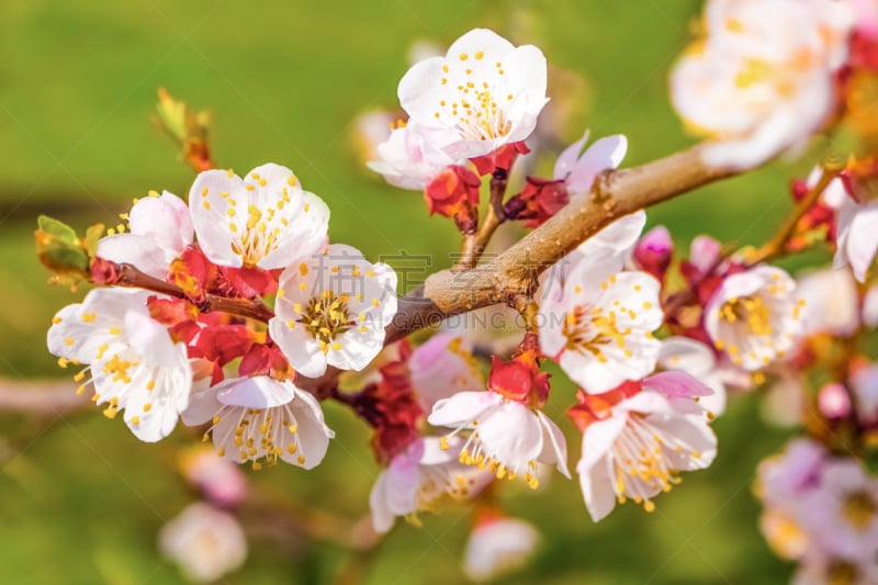 苹果树,春天,背景,花朵,枝,嫩枝,白昼,药,希腊,变应性脉管炎