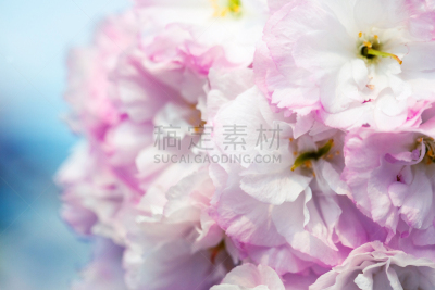 粉色,特写,脆弱,樱之花,浪漫,中国,重瓣花,朝鲜半岛,樱桃树,植物