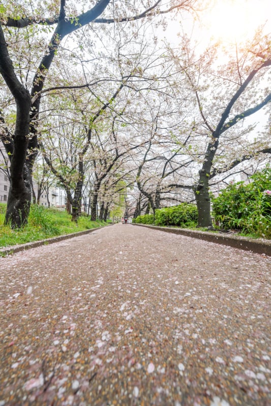 小路,隧道,日本,俄亥俄河,樱桃树,大阪府,在下面,樱之花,树,步行