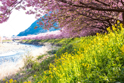 Rape blossoms and Kawazu cherry blossoms along the river３