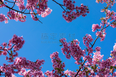 Kawazu cherry tree under the blue sky３