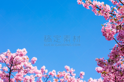 Kawazu cherry tree under the blue sky１０