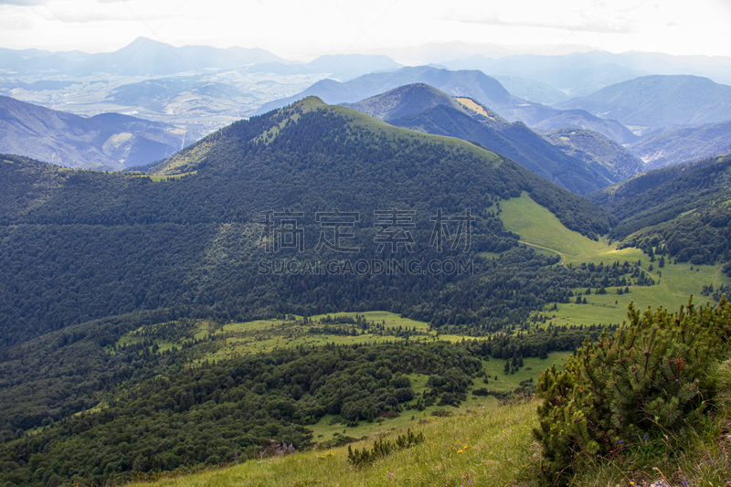 山,绿色,森林,松树,草地