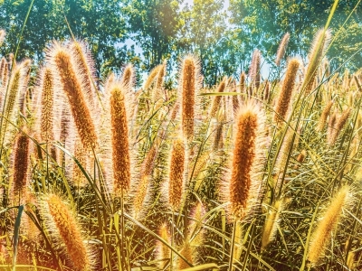 喷泉草,草,日光,翎毛,教会,柔和,摄影,日落,逆光