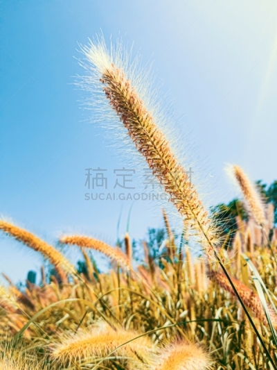 喷泉草,草,日光,翎毛,教会,柔和,摄影,日落,逆光