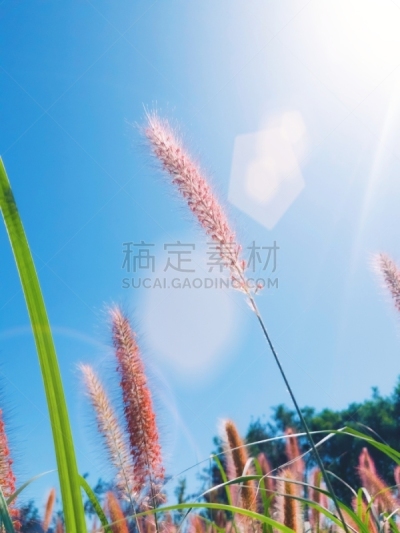 喷泉草,草,日光,翎毛,教会,柔和,摄影,日落,逆光