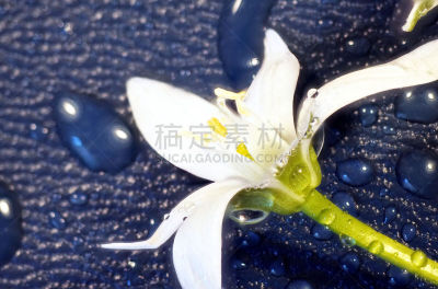 特写,七瓣莲,白色,自然美,清新,春天,花,花
