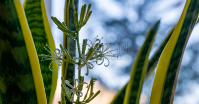 条纹,绿色,特写,植物,叶子,花坛,鸡尾酒,虎尾兰,花