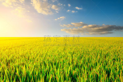 黄昏,熟的,稻,农场,秋天,农业,热带气候,米,云,草