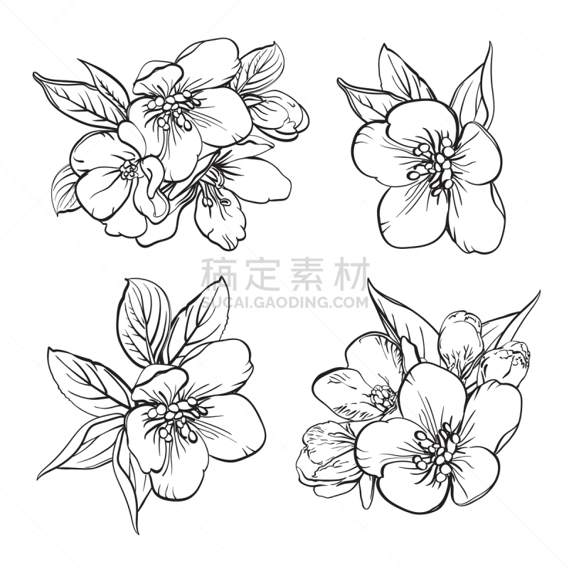 绘画插图,矢量,樱花,花,分离着色,动物手,樱之花,白色背景,花,绘制