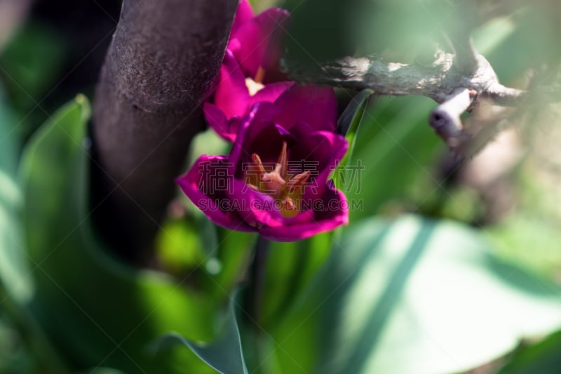 郁金香,晚樱科,植物群,品红色,花鳞茎,色彩鲜艳,洋葱类,花