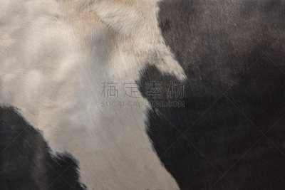 皮革,式样,动物皮,母牛,农业,海德街,外套,牛,头发,写实